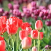 tulip