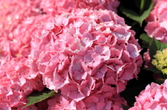 紫陽花