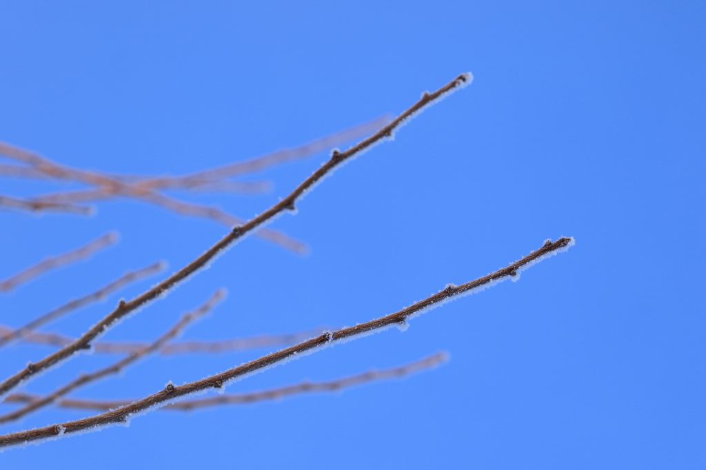 frost