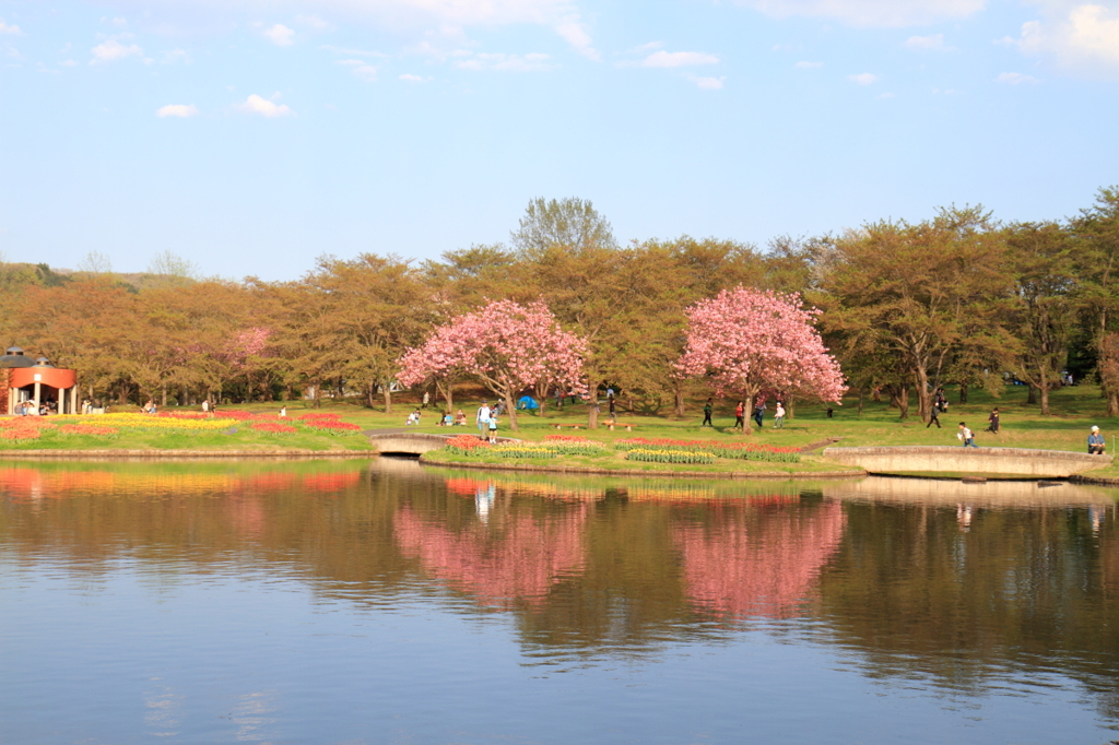 2本の八重桜