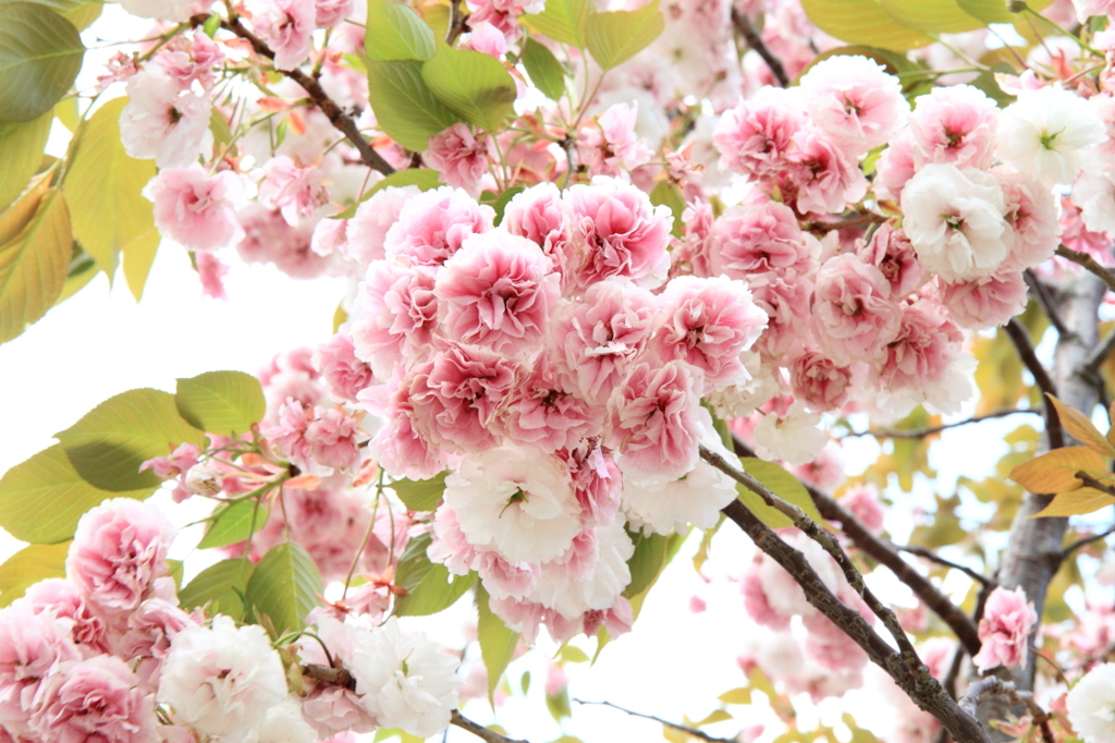 Lovely flower series #9