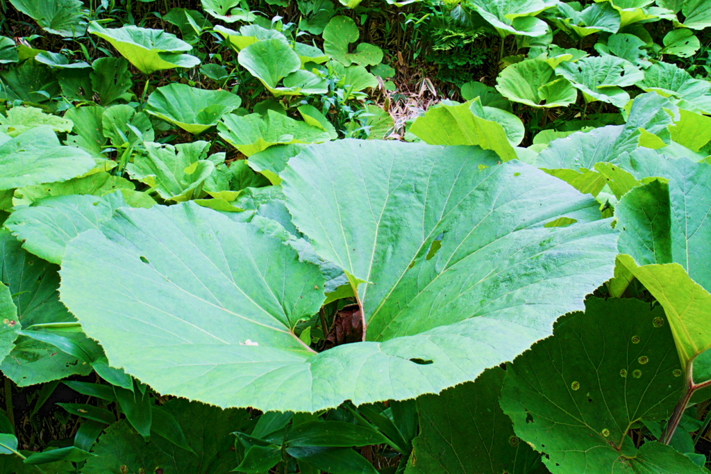 butterbur