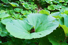 butterbur