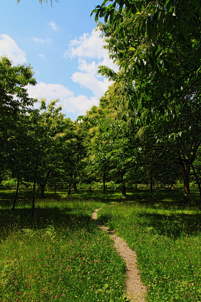 trail