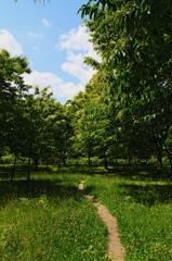 trail