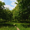 trail