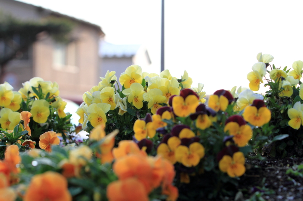 Lovely flower series #3