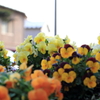 Lovely flower series #3