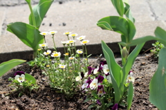 Lovely flower series #7