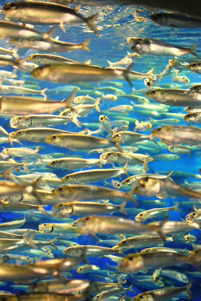 魚群