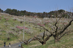 2012.3.11豊岡梅園