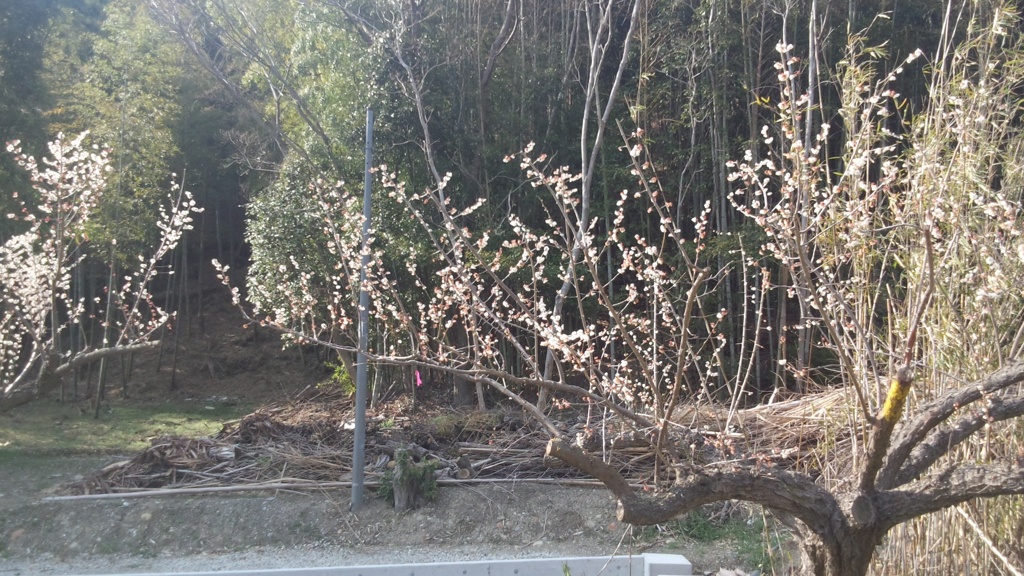 2012.3.11豊岡梅園