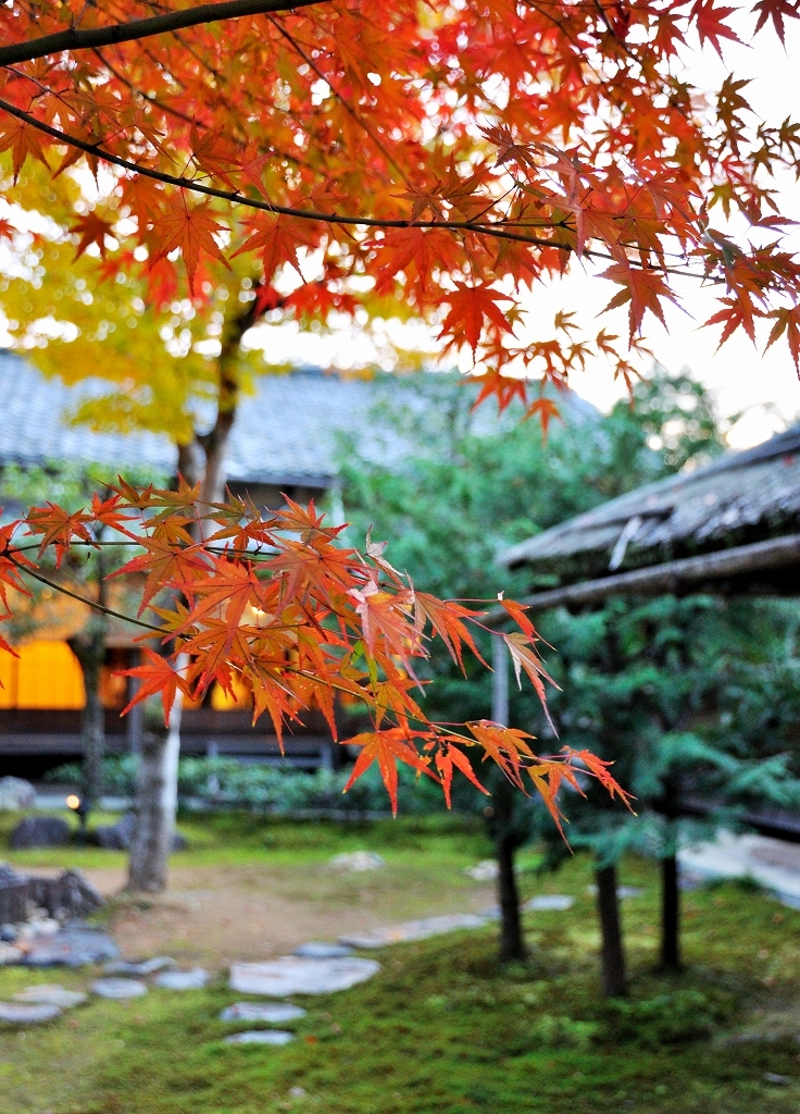 Kodaiji Momiji