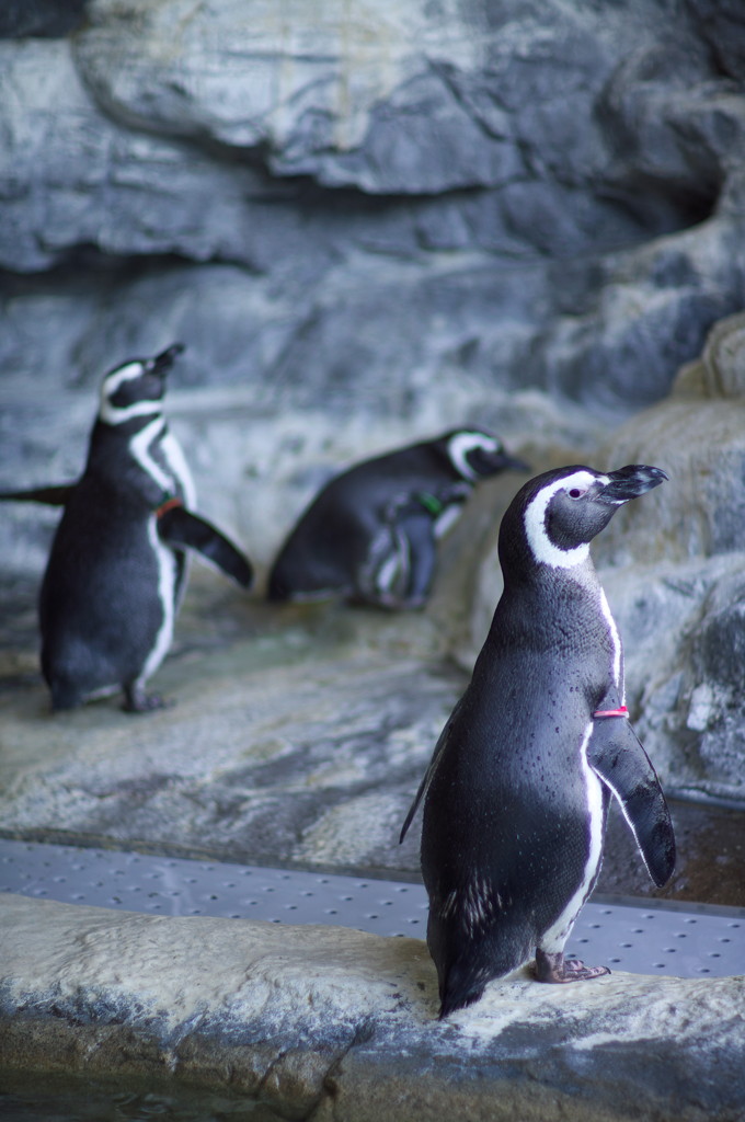ペンギン