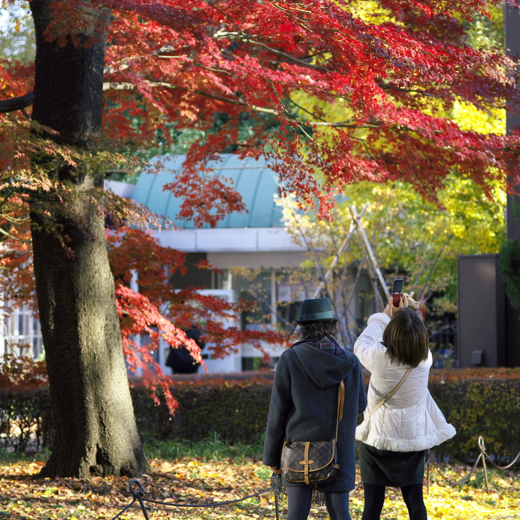 紅葉を撮ろう