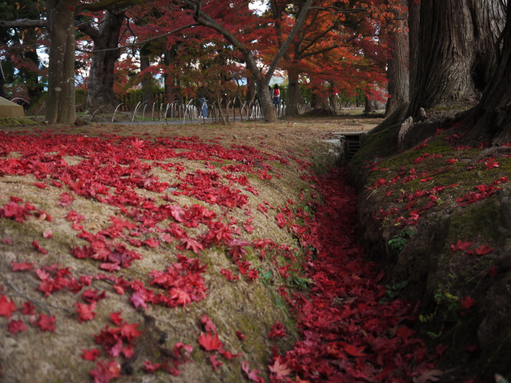 毛越寺