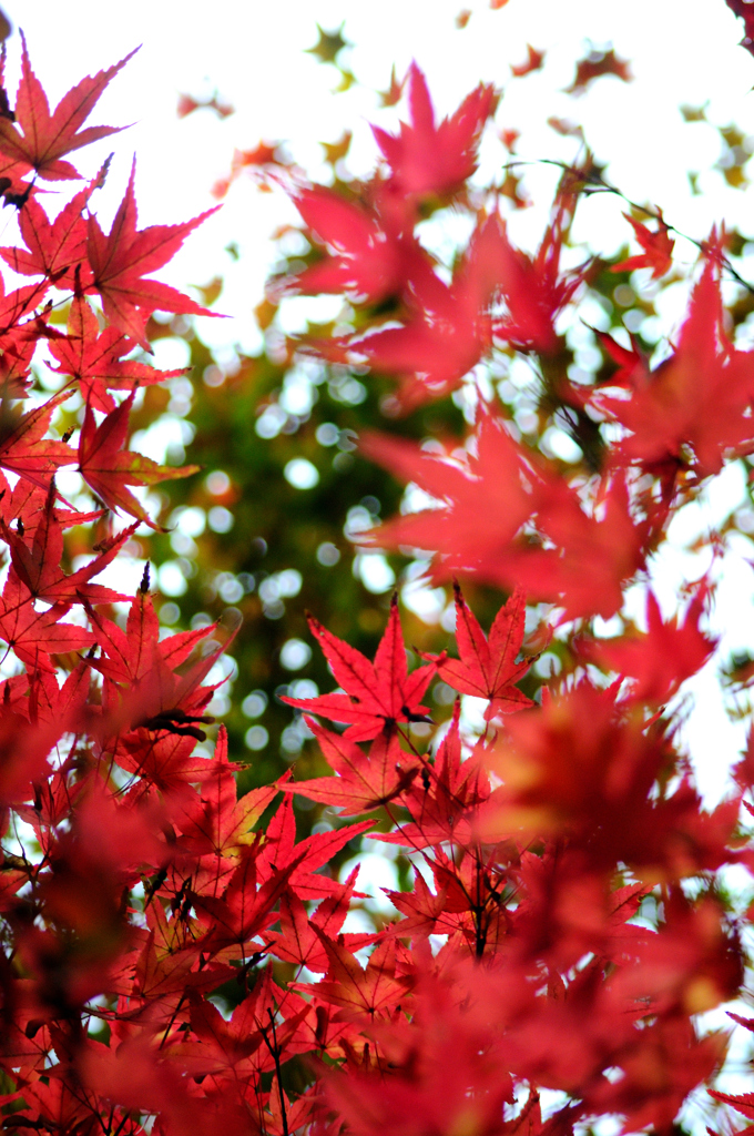 清水寺紅葉