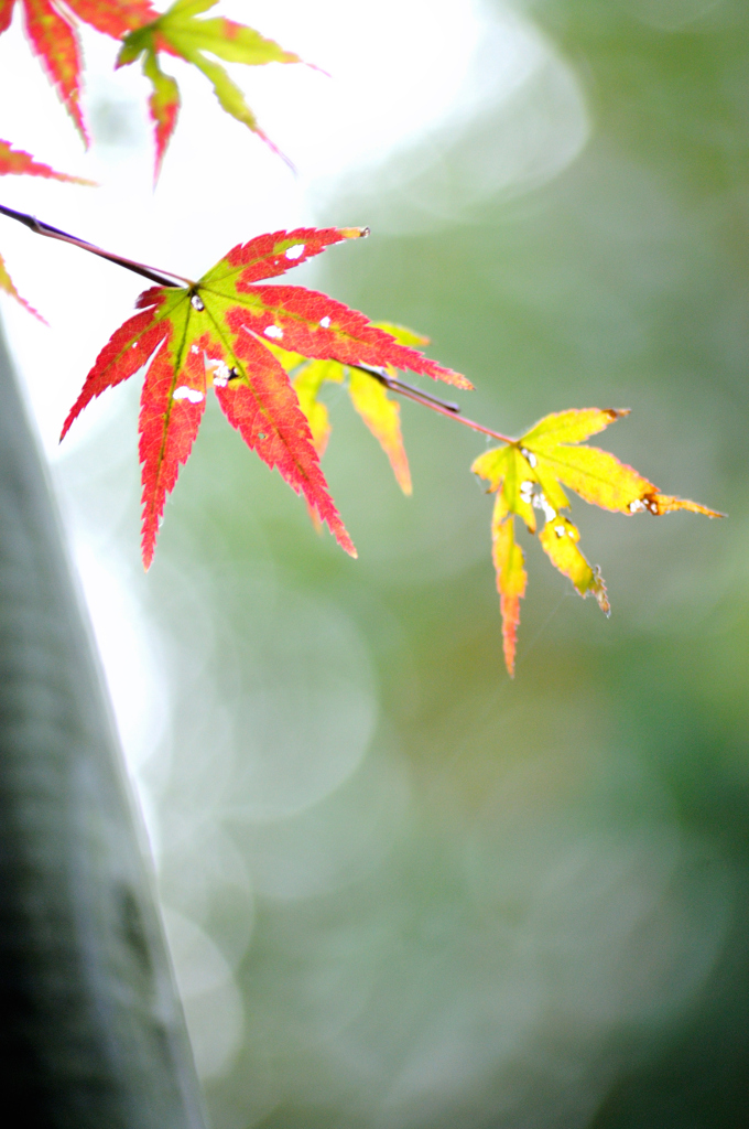 清水寺紅葉