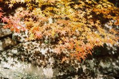 影紅葉