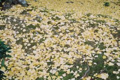 イチョウの絨毯