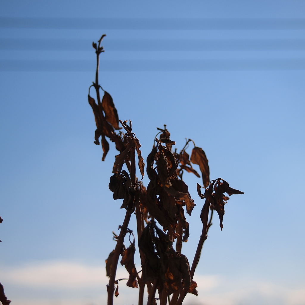 青空と枯木