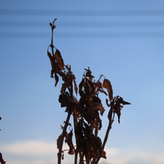 青空と枯木