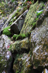 石積みに苔