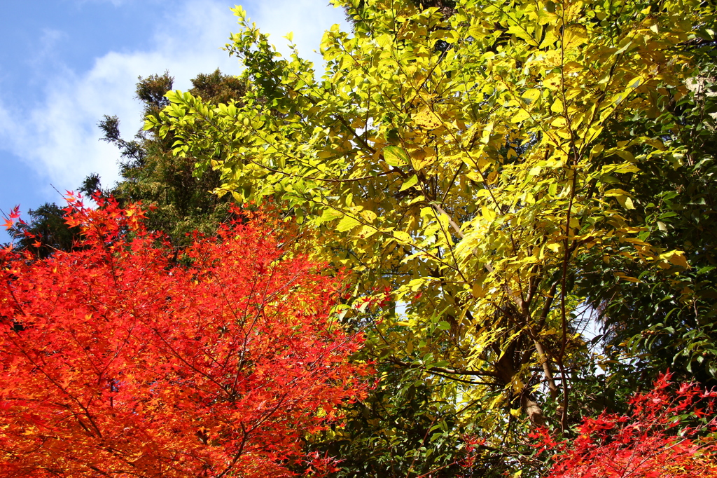 色とりどりの世界