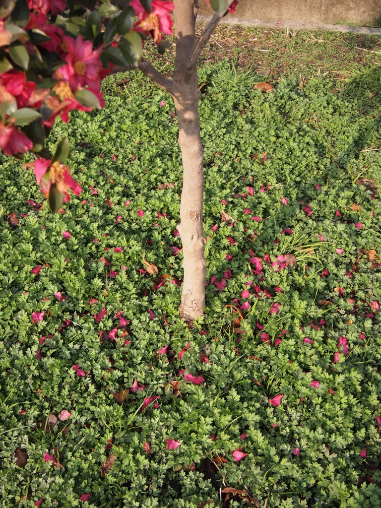 ピンクのアクセント