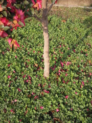 ピンクのアクセント