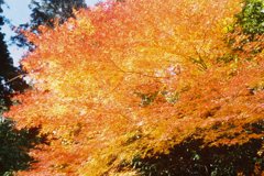 オレンジ紅葉