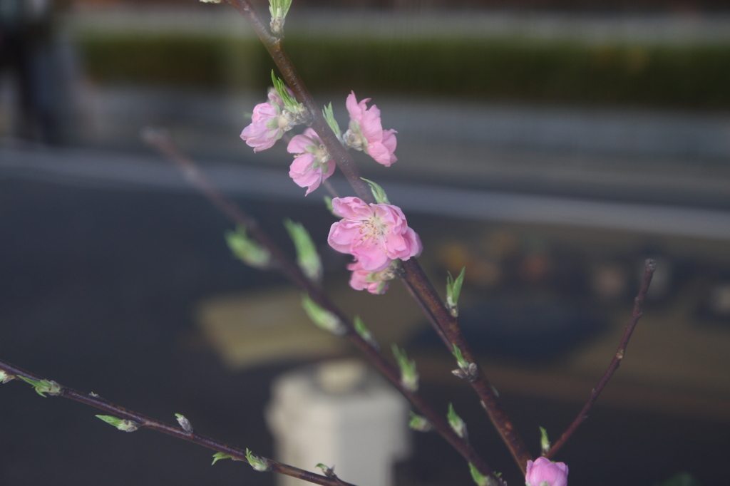 ガラスの中の梅