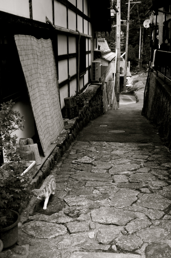 cat alley