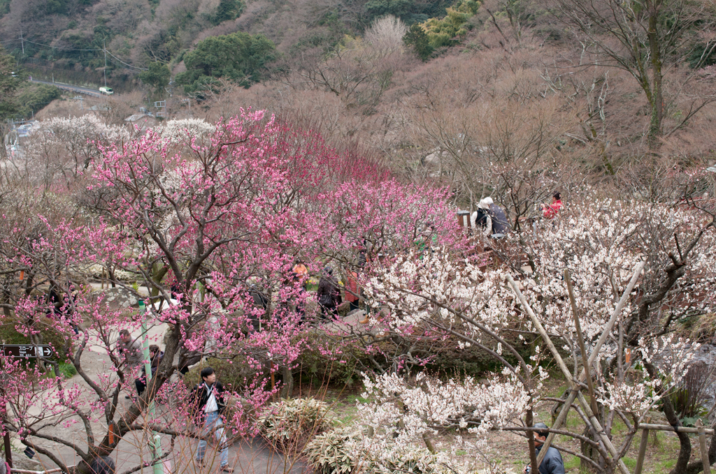 熱海梅園