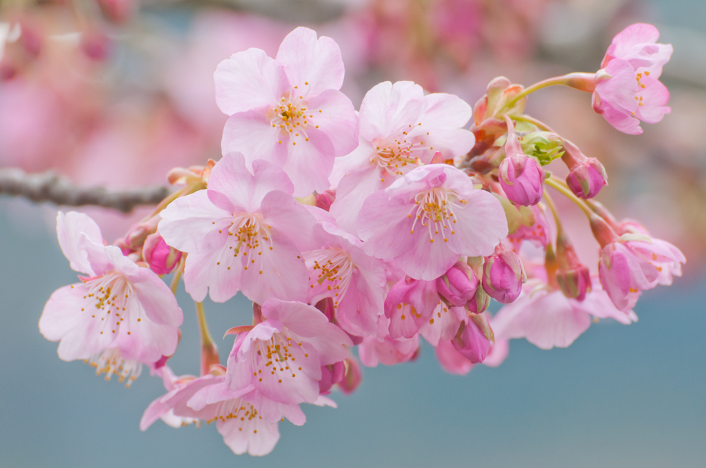 河津桜