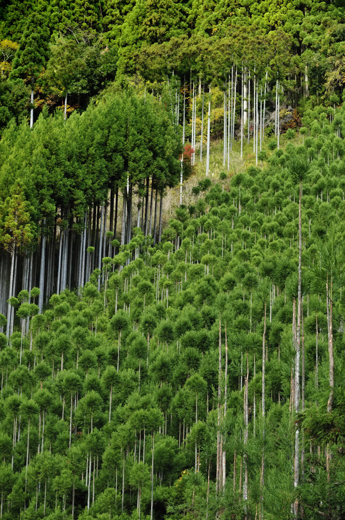 北山台杉