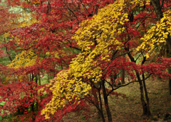 黄葉紅葉重ね着