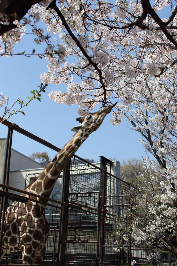 桜とキリン