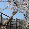 桜とキリン
