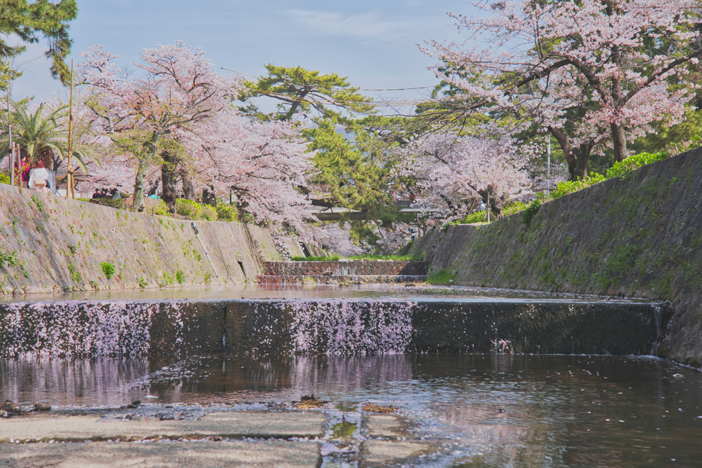 桜と松のコラボ