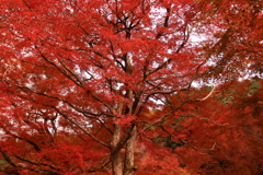 寂光院　三千院