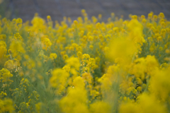 菜の花