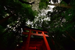 見上げてみました