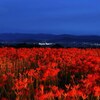 夜の彼岸花