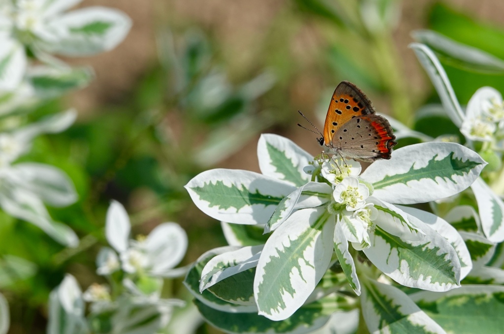 白雪草と蝶