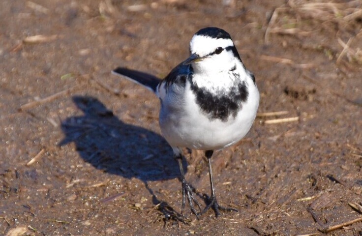 野鳥撮影は難しいけれど、可愛いです。