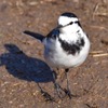 野鳥撮影は難しいけれど、可愛いです。