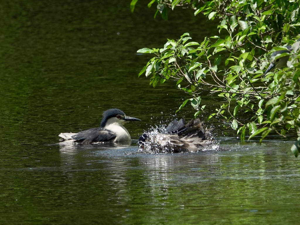 ゴイサギ、水を浴びて。