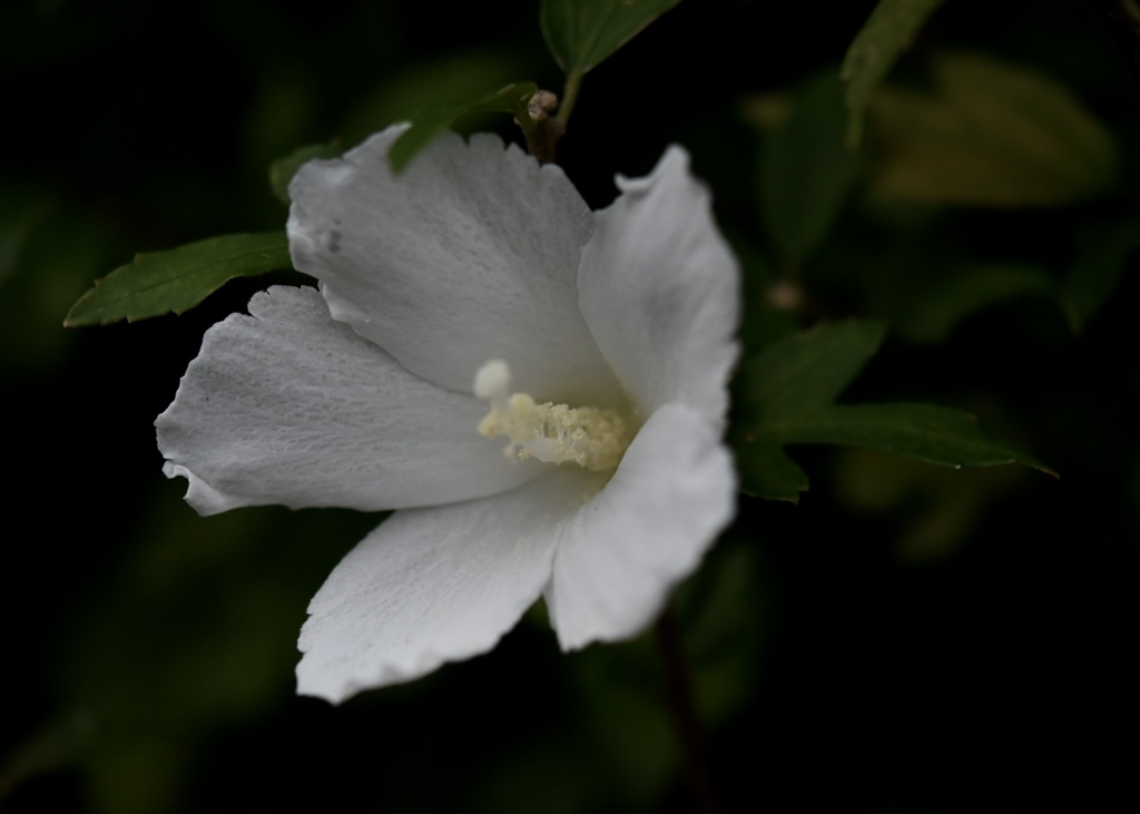 ムクゲの花