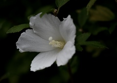 ムクゲの花